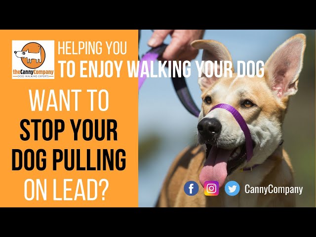 Pulling dog? Why use a Canny Collar?
