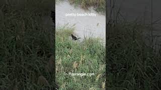 Myrtle Beach kitty. #tourangie #myrtlebeach #kitty