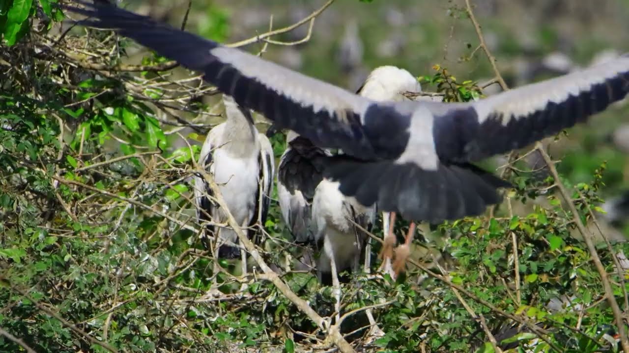 Freedom Of Bird Life Live In The Beautiful Forest and Peaceful Place  0061