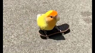 Such Skatebird, Much Yes