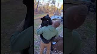 Animals Have Always Been Our Friends And Family In Nature