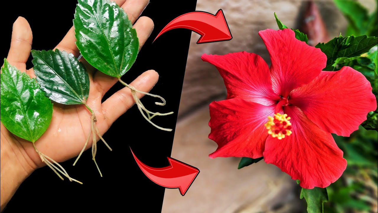 Grow Hibiscus From Leaf New Method Grow Hibiscus From Cutting YouTube grow-hibiscus-from-leaf-new-method-grow-hibiscus-from-cutting-youtube