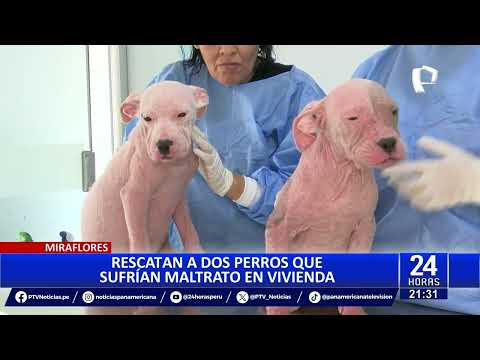 Miraflores: rescatan a dos cachorros que eran maltratados en vivienda