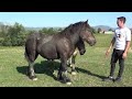 Caii lui Beni de la Valea Mare de Cris, Bihor - 2023 Nou!!!