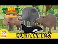 The Heaviest Animals from Season One! | Leo the Wildlife Ranger | Animation for Kids