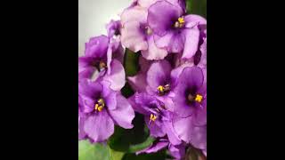 Beautiful African Violet Plant