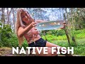 Catching native australian fish in creeks