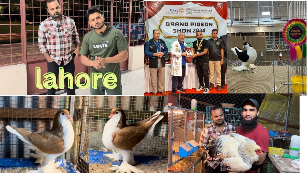Top quality Lahore Isroliya Farm Bardoli Gujarat#fancypigeonscare