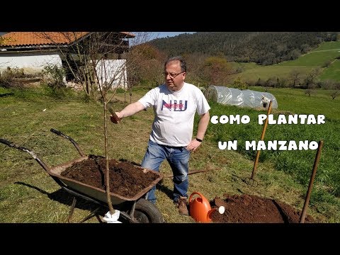 Video: Cómo Prepararse Adecuadamente Para Plantar Y Plantar Manzanos Y Perales - 1