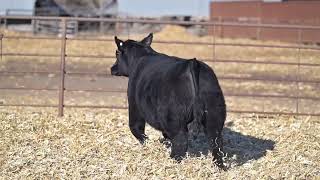80   K01 Caffee Ranch 2026 Bull Sale