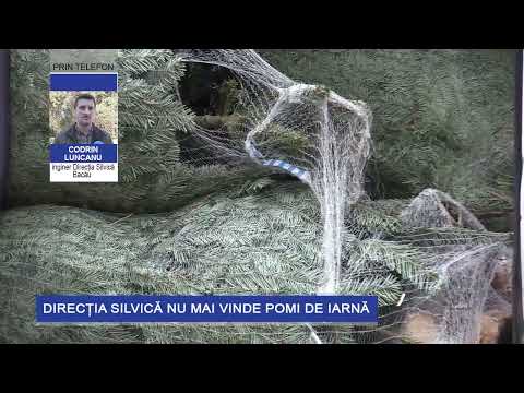 Direcția Silvică nu mai vinde pomi de iarnă