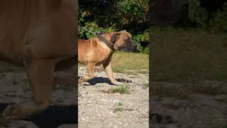 Confident And Fearless, Boerboels Are Always Prepared For Action shorts boerboels protectiondog