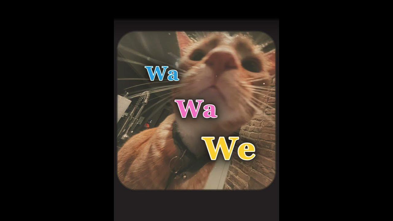Wi Wi Wi… 🥹🐱 #cute #cat #kitten #inspiration #wiwiwi #jimmythecat #