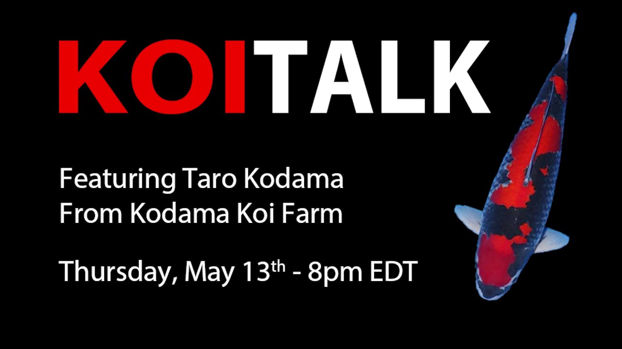 kodama koi fish