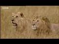 King lion under attack - BBC wildlife