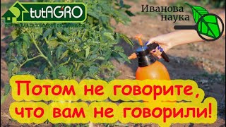 ЗА 2 РУБЛЯ ОБРАБОТАЛ ВЕСЬ УЧАСТОК и НЕТ БОЛЕЗНЕЙ! Фитофторы и кладоспориоза нет, виноград чистый!