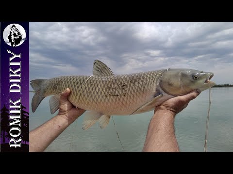 Video: Ribe Imaju 