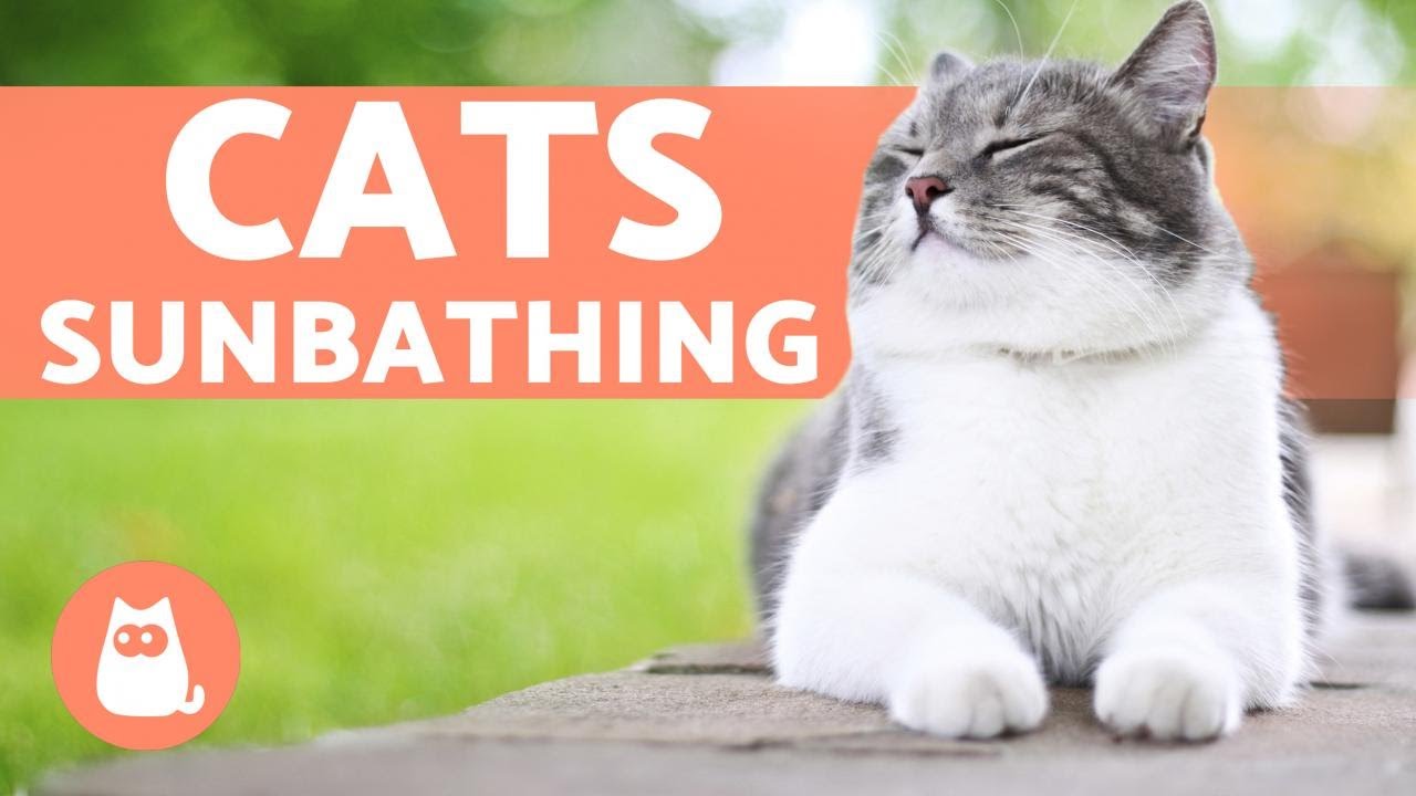 Why Does My Cat SUNBATHE? 😻☀️ (3 Benefits of Sunlight) YouTube