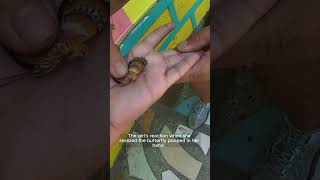 Butterfly And Funny Girl.