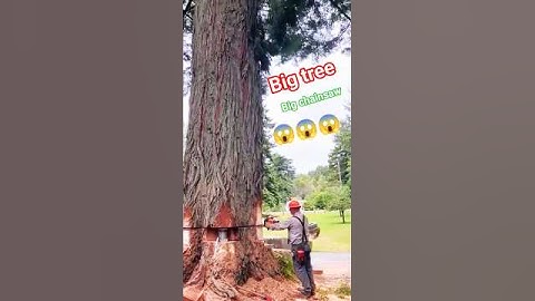 Big tree big chainsaw!#tree #treecutting #woodworking #wood #shortsfeed #fall #shorts #falling