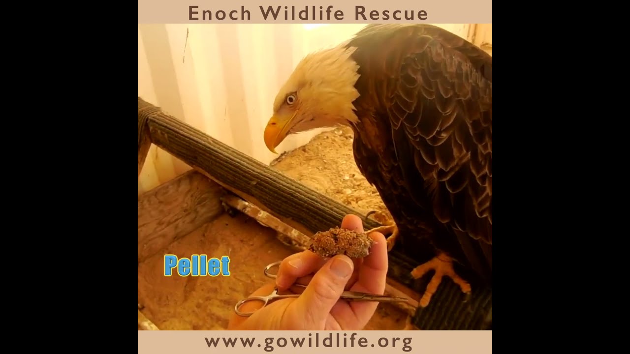 Bald Eagle Update