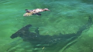Hammerhead Shark vs. Grouper