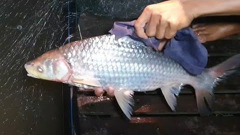 Trúng Mùa Bội Thu | Dính Toàn Cá Cóc Khủng | big toad fish