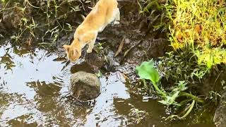 viral cute cat video #shots #beautiful #cat by Vishvasichalum illenkilum 4 views 9 days ago 15 seconds