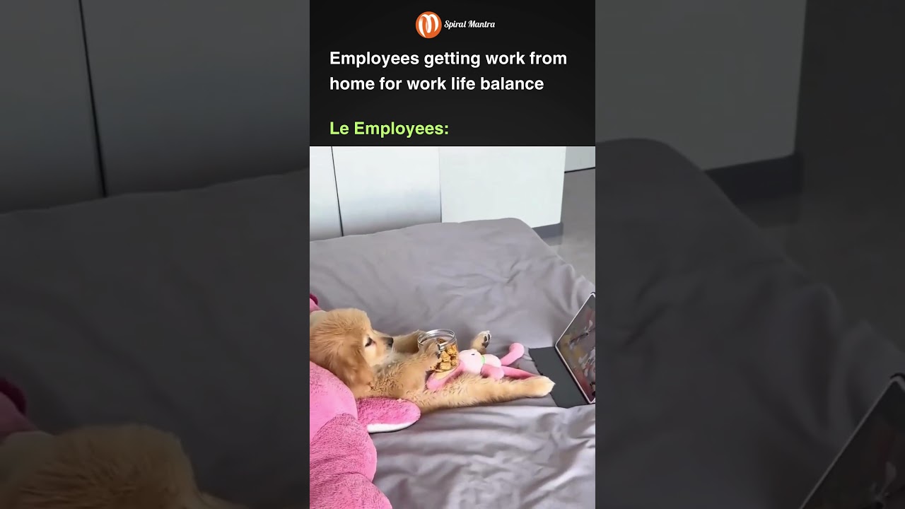 Memes | Funny Video | Comedy | Lol | Corporate Memes | Fun | WFH | Employee Memes | Meme | Funny Dog