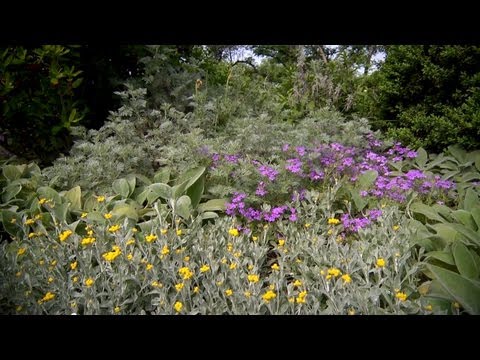 Video: Grå og sølvplanter - havearbejde med sølvbladplanter i haven