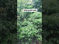 Raw Rain Sounds &amp; Violin | #Nature#Raw sound of nature#rainsounds