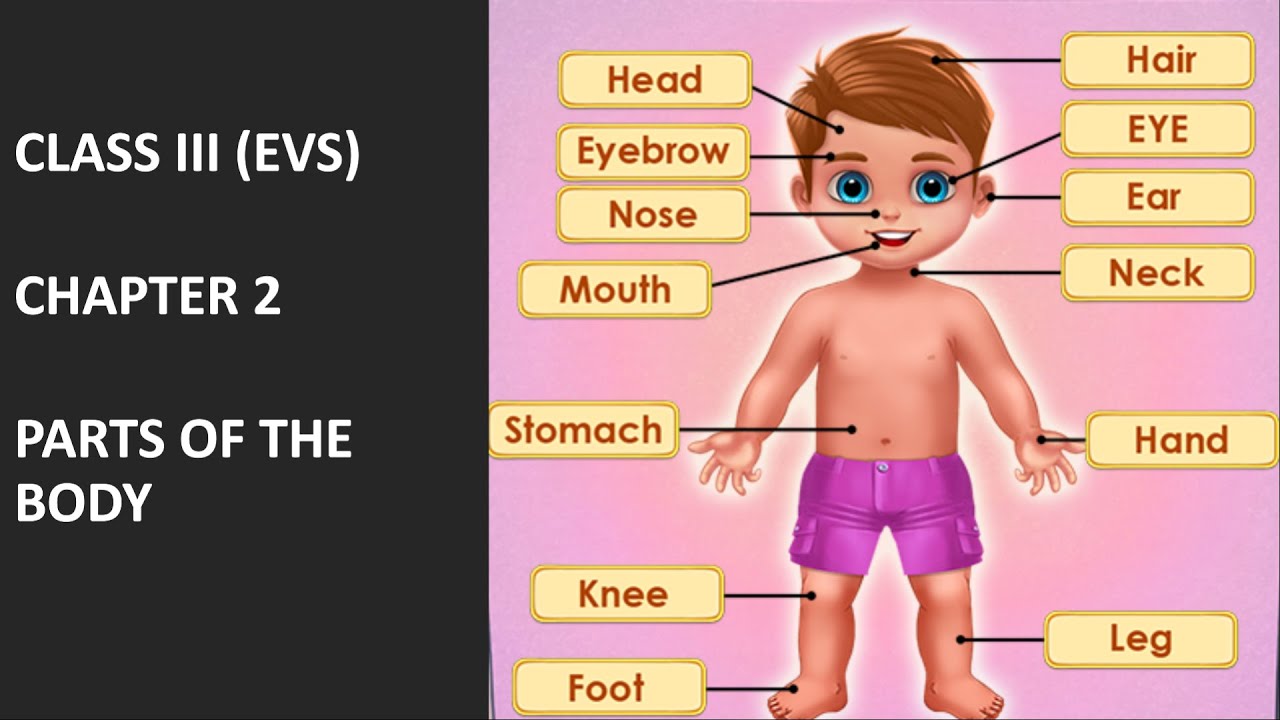 Cbse Science Body Parts Evs Chapter 2 Chapter Name Parts Of The Body