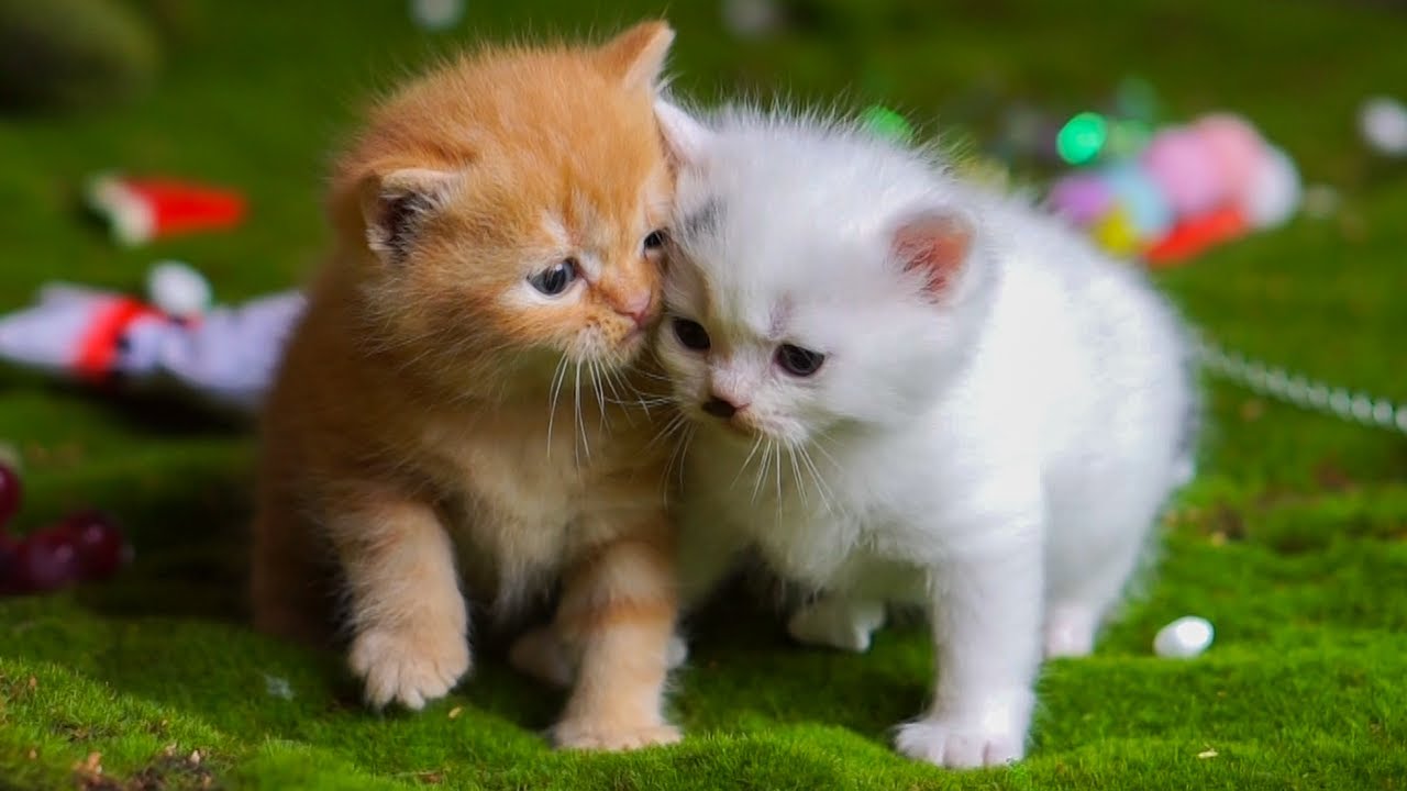 ⁣Kittens playing on the grass with animals: Dogs, rabbits, cows, mice - Cats meowing