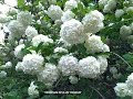 Viburnum opulus 'Roseum' -  Common Snowball