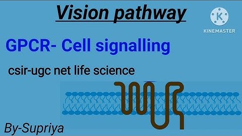 Vision pathway- GPCR | cell signalling | csir-ugc net life science | Dec 2024