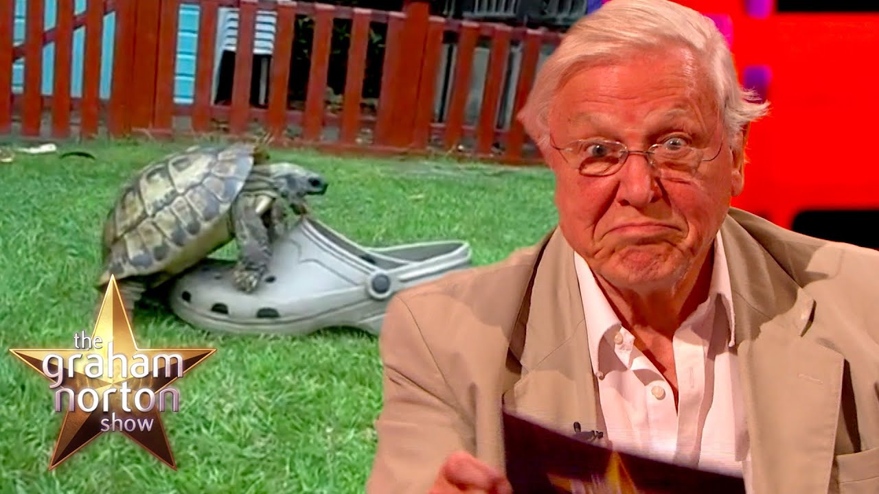 Sir David Attenborough's Hilarious Voice Over For A Tortoise Trying To Mate  With A Shoe - YouTube