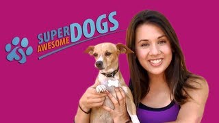 How to Avoid Choosing the Wrong Dog | Super Awesome Dogs | Dog Training with Faris Jaclyn by SuperAwesomeDogs 27,807 views 10 years ago 2 minutes, 38 seconds