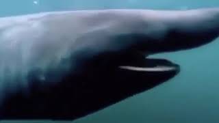 Shark Pog