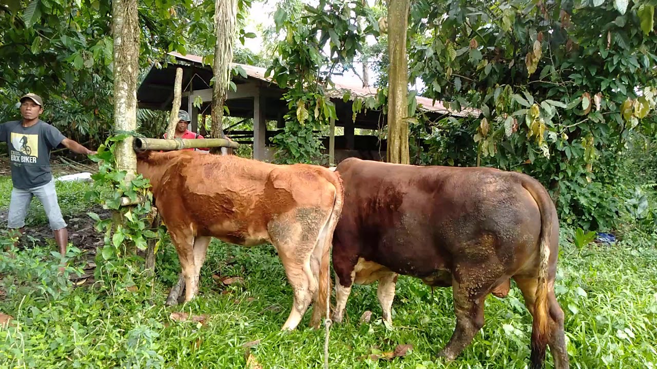 Bantiang gadih d kawin  kan atau sapi  gadis YouTube