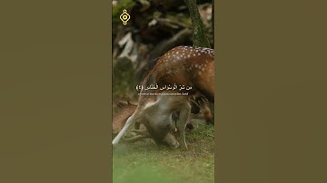 سورة الناس بصوت مريح وخاشع | القارئ بلال دربالي 🎧