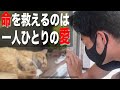 【命の砦】動物愛護センターの実態を調査したらヤバすぎた（可愛さが）〜ペットになりきれなかった動物達の声〜（大学生YouTuber）