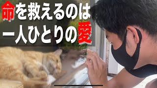 【命の砦】動物愛護センターの実態を調査したらヤバすぎた（可愛さが）〜ペットになりきれなかった動物達の声〜（大学生YouTuber）