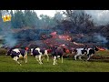 QUANDO A LAVA DE UM VULCÃO ATINGE UMA FAZENDA DE GADO ISSO ACONTECE