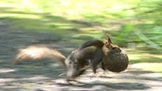 エゾリスの引っ越し The squirrel carries the child. 白いエゾリス 検索動画21 エゾリスの引っ越し The squirrel carries the child. 白いエゾリス 検索動画 21