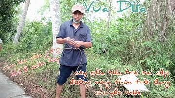 Vua  Dừa Miền Tây//vua dừa leo trèo như khỉ xử lý cây dừa xưa rất cao lúc trời đang chuyển mưa