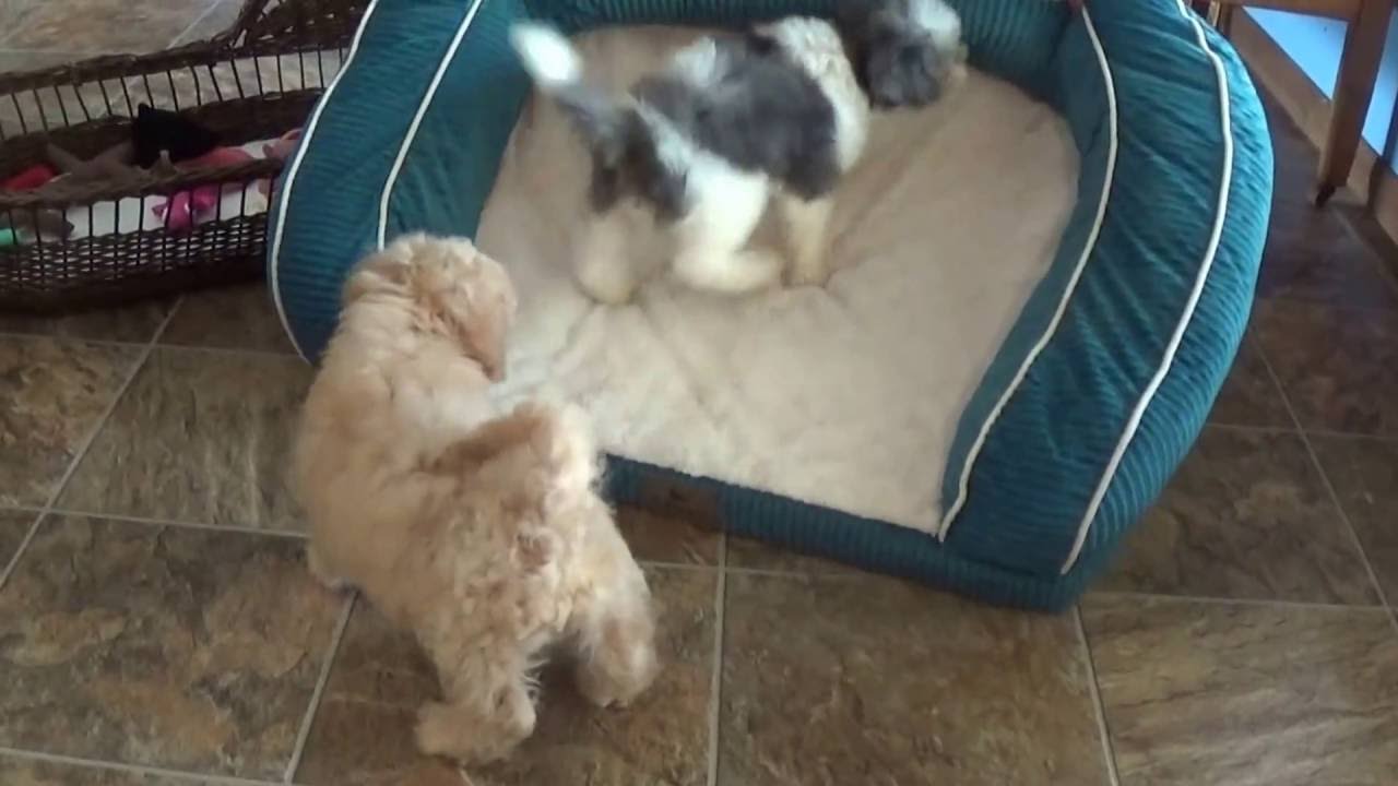 George and Grady cavapoo boys doodle معنى