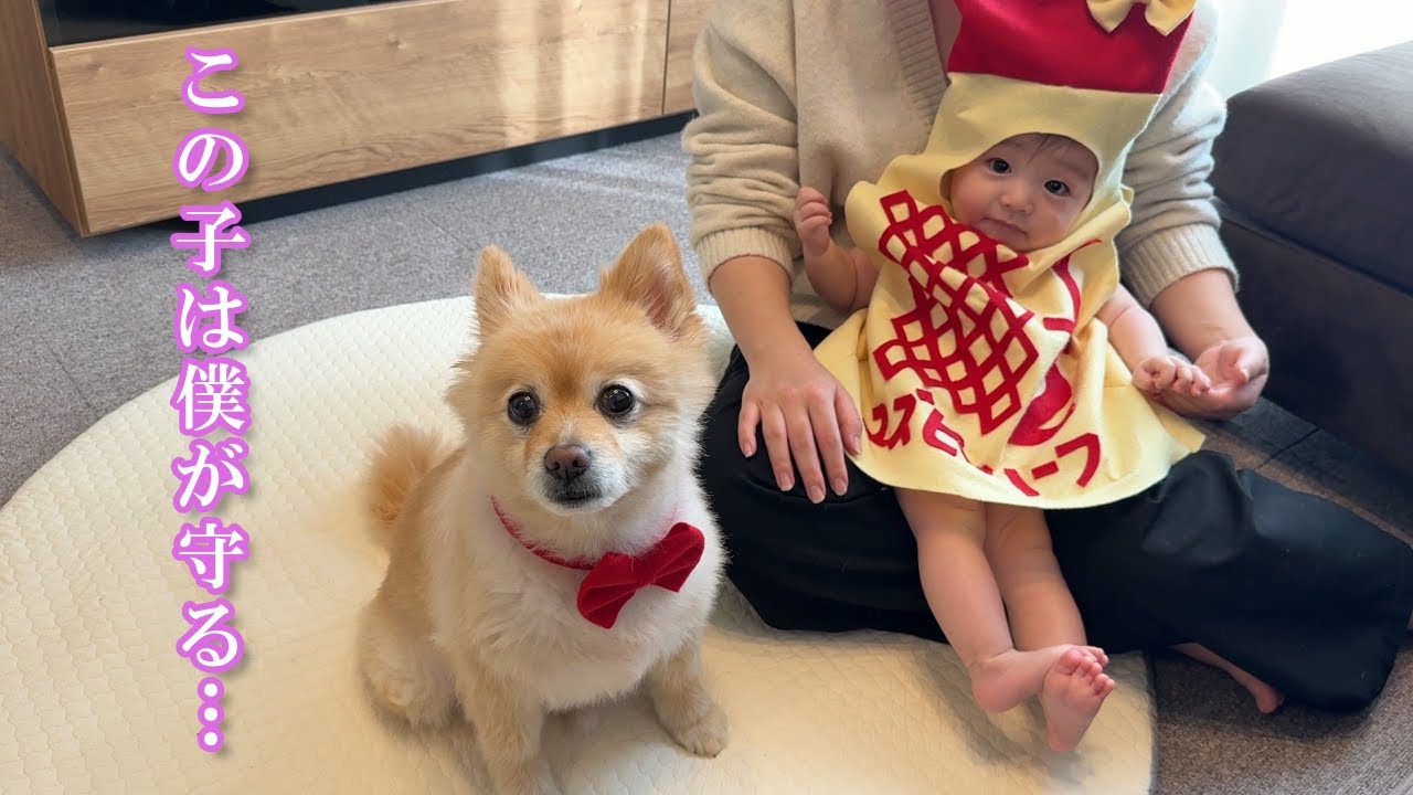 赤ちゃん想いのポメラニアンの行動が可愛過ぎました…