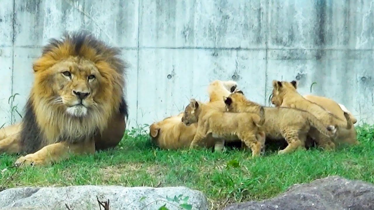 Атака тройни львят! Добрый папа не злится и убегает 🤣