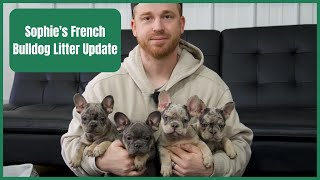 Sophie's French Bulldog Litter Update by Woodland Frenchies 1,345 views 1 month ago 5 minutes, 52 seconds