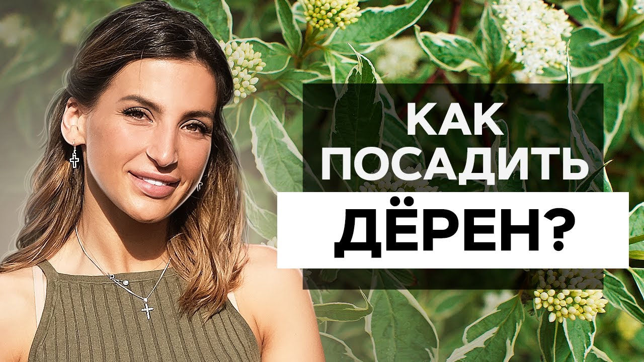 Как посадить дерен? Как правильно посадить дерен на участке? - YouTube